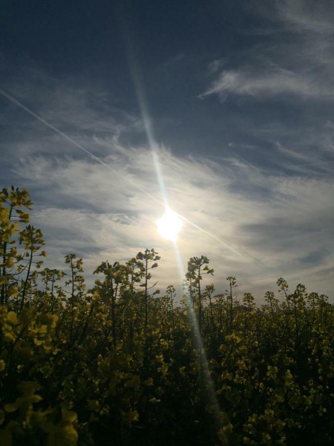 Fewo Schiffner Lägenhet Bad Schandau Exteriör bild